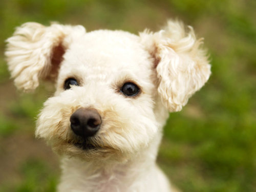 贵宾犬的可爱图片