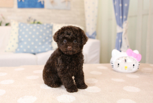 聪明的泰迪的可爱图片