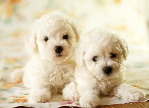 比熊怎么挑 活泼好动的幼犬比较好