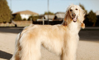 阿富汗猎犬掉毛吗 做好日常护理工作