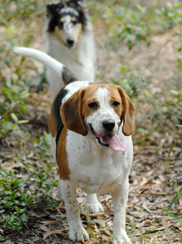 比格犬配种的方法 配种的年龄是几岁