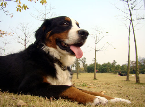 忧郁的伯恩山很有魅力