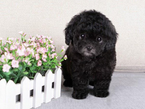 聪明的泰迪的可爱图片