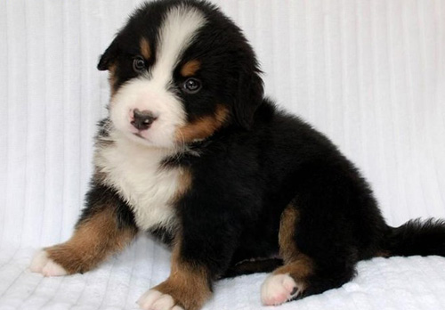 如何训练伯恩山犬大小便 排便训练从何时开始