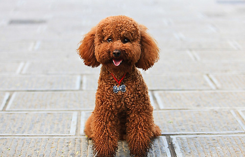 贵宾犬的可爱图片