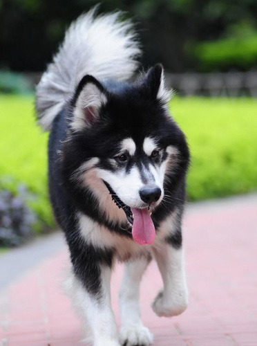 阿拉斯加雪橇犬购买 观察身体的指标标准