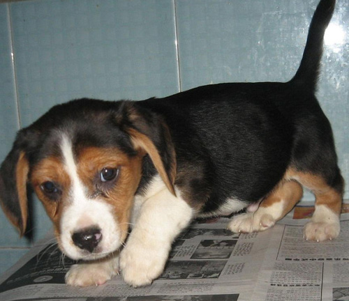 比格犬常见病大全 以及简单的防护措施