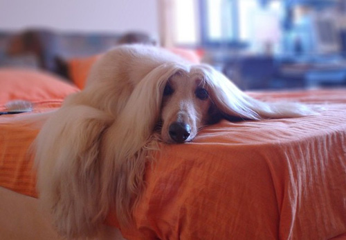 哪里有卖阿富汗猎犬 各地汗汗的价格