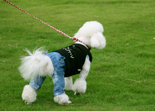 贵宾犬吃什么食物最好 萌宠的营养标准