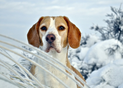 比格犬有几种 从外观去辨别品种