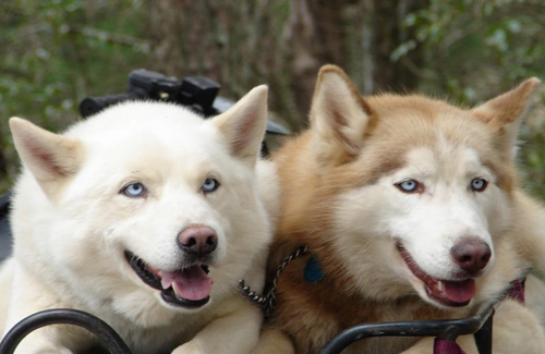 阿拉斯加雪橇犬的由来 最古老的雪橇之一