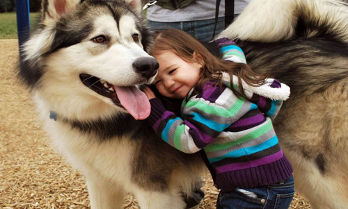 阿拉斯加雪橇犬不能吃什么 饲养饮食需谨慎
