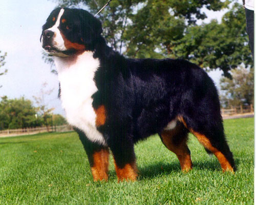 伯恩山犬的常见疾病 注意预防是关键