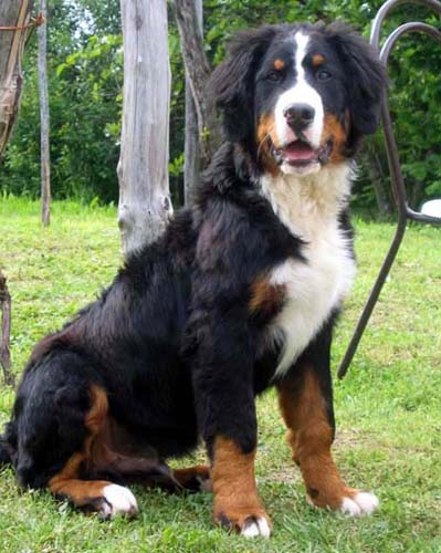 伯恩山犬喂养 年幼喂养需谨慎