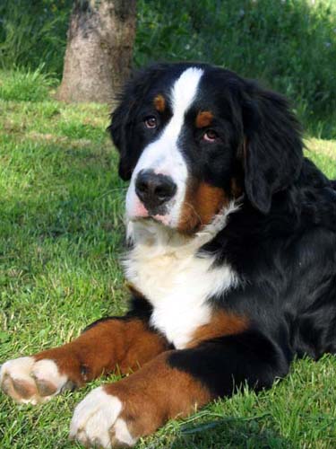 伯恩山犬吃什么狗粮好 如何挑选适合的狗粮