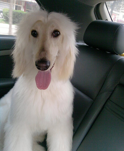 阿富汗猎犬怎么看 从外观去仔细观察