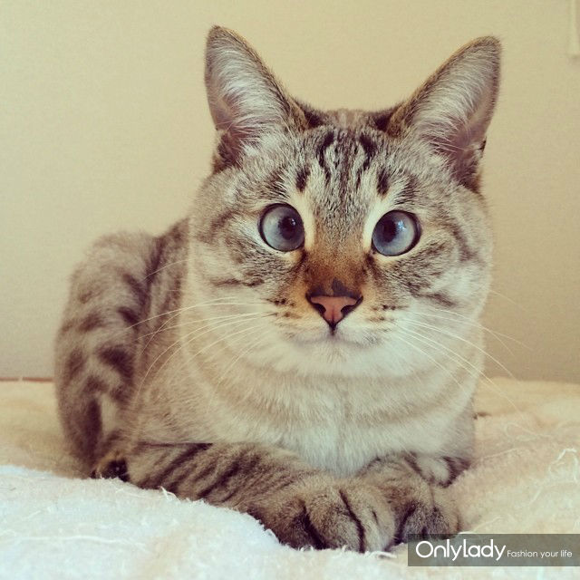 超萌网络红猫 把斗鸡眼变成一种蠢萌