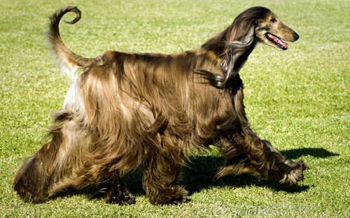 阿富汗猎犬咬人吗 千万不能激怒狗狗