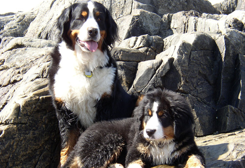 伯恩山犬适合家养吗 首先了解它的性格