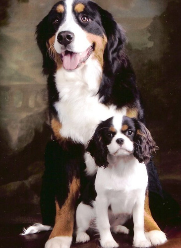 伯恩山犬价格 从外部形态去判断