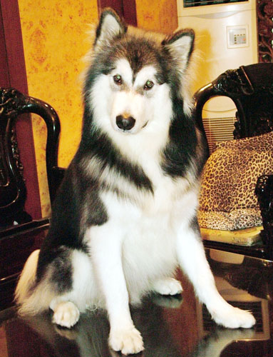 阿拉斯加雪橇犬图片大全