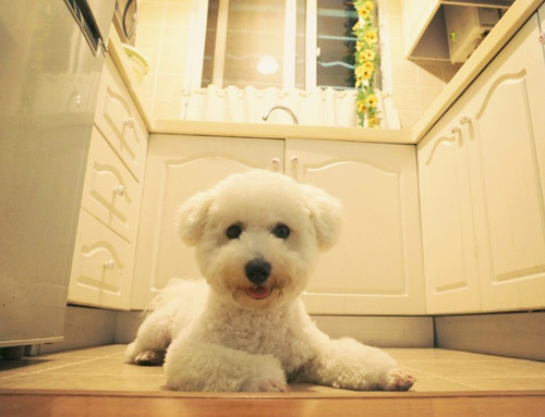 萌宠比熊犬很俏皮