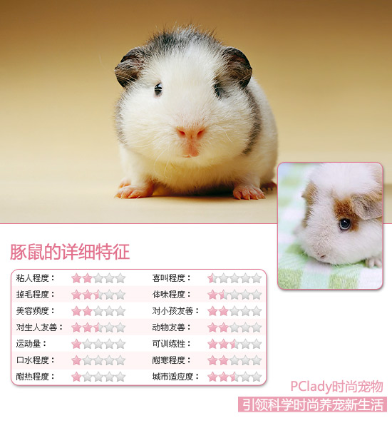 萌系小美男　豚鼠选购技巧指南