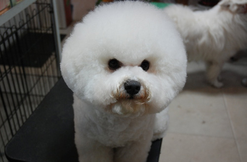 比熊犬的可爱图片