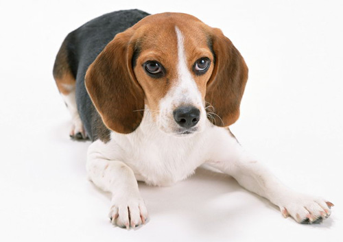 比格犬食量 年龄不同食量亦不同