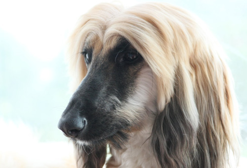 阿富汗猎犬常见病有哪些 都用什么药