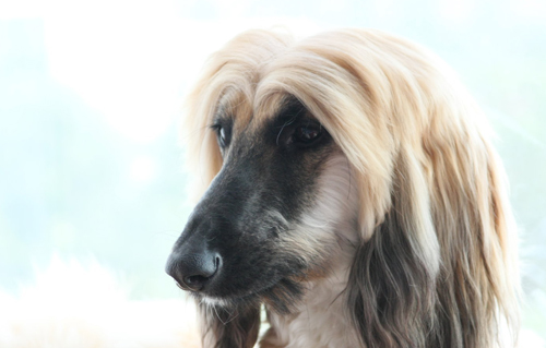 另类风格的阿富汗猎犬图片