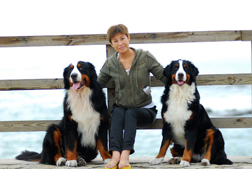 可爱的伯恩山犬图片