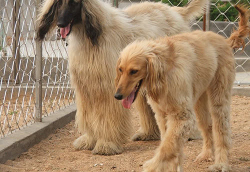 阿富汗猎犬颜色有哪些 气质不一样的狗狗