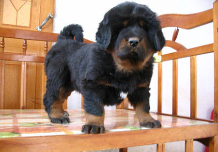 小藏獒图片大全 萌萌的很可爱