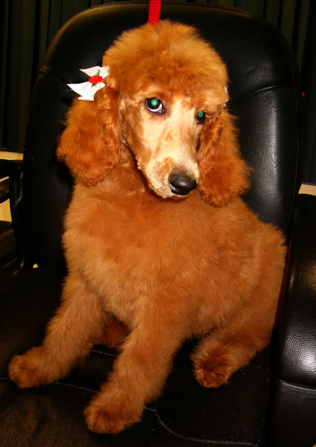 贵宾犬介绍 流行于哪个时期