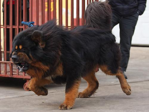 藏獒养殖知识 狮形獒与虎形獒的优缺点