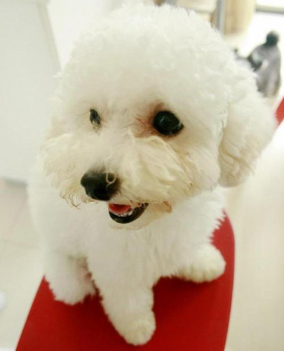 雪绒绒的比熊犬靓图