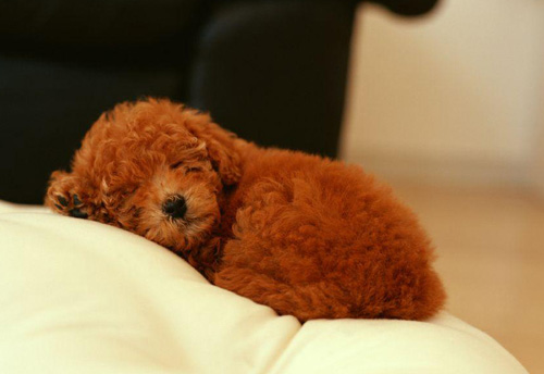 贵宾犬好训练么 狗狗聪明记忆力好