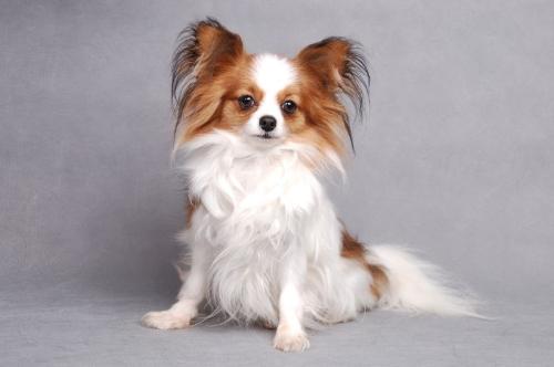 蝴蝶犬串吉娃娃图片 漂亮的精灵