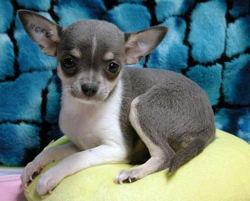 吉娃娃怎么看纯不纯 选购纯种吉娃娃有窍门