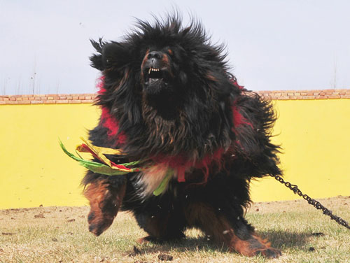 纯种藏獒多少钱一只