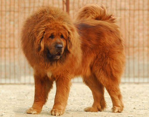 小藏獒饲养方法 注意防寒避暑