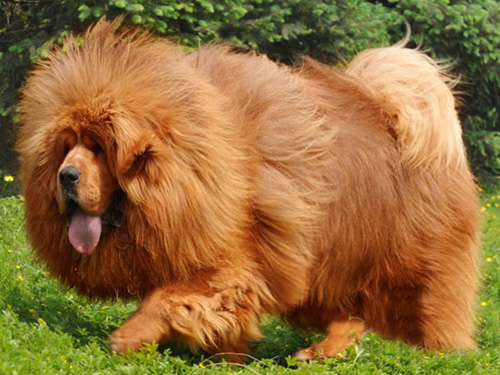 藏獒的训练方法 威风凛凛凶顽勇猛