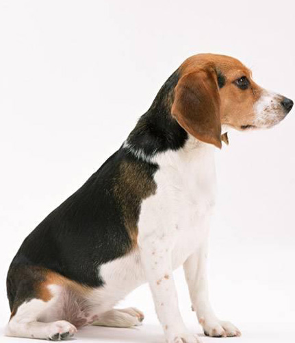 如何挑选比格犬 身高和体重要符合标准