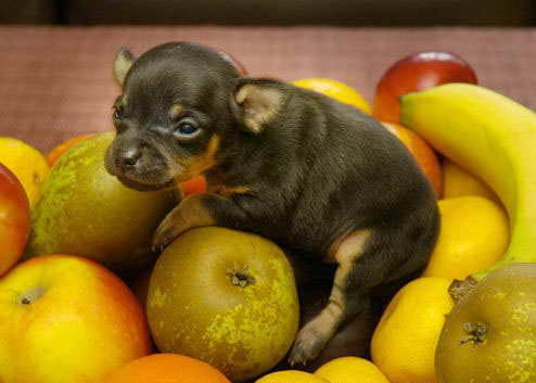 怎样挑选吉娃娃 选吉娃娃之做好功课