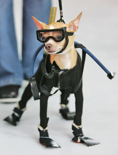 吉娃娃怎么驱虫 出生以后就要定期驱虫