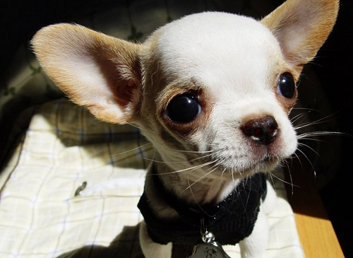 养吉娃娃要注意什么 九个细节帮助你