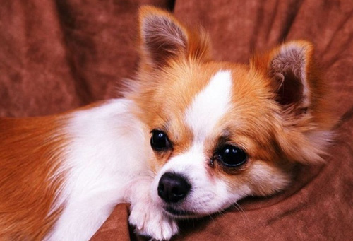 蝴蝶犬串吉娃娃图片 漂亮的精灵