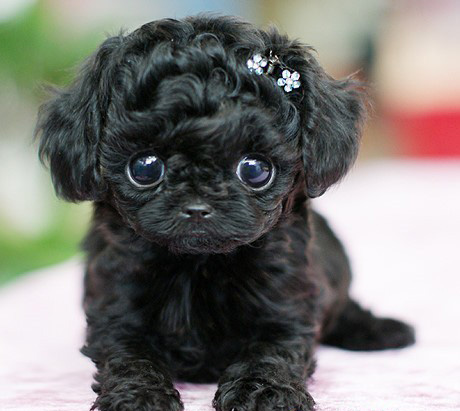 蝴蝶犬串吉娃娃图片 漂亮的精灵