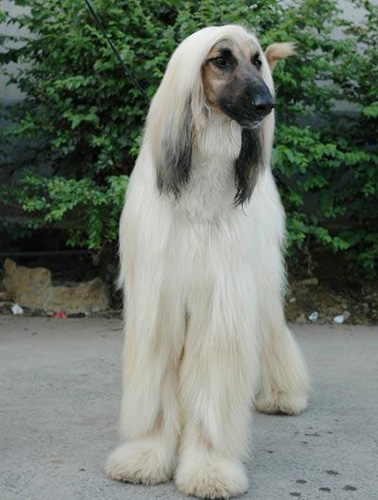 阿富汗猎犬会掉毛吗 掉毛的解决方法